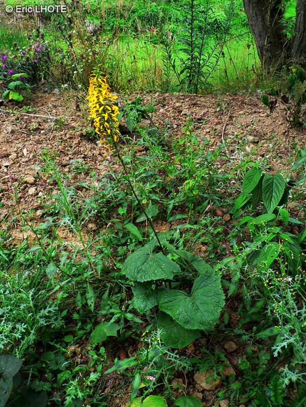 Asteraceae - Ligularia stenocephala The Rocket - Ligulaire