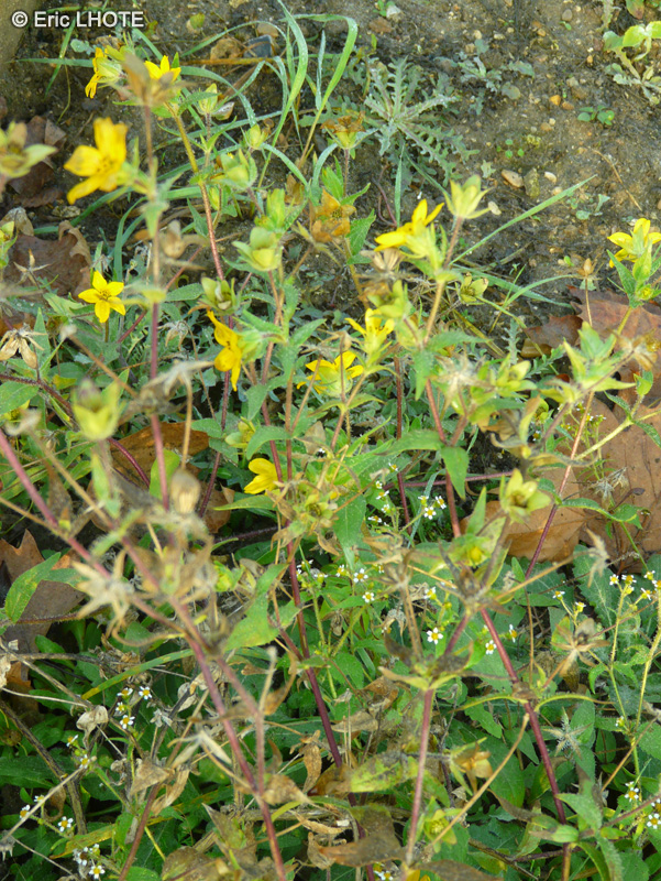 Asteraceae - Lindheimera texana - Lindheimera
