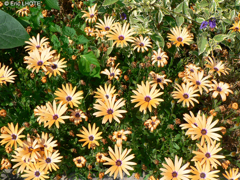 Asteraceae - Osteospermum Orange Symphony - Dimorphotéca, Souci pluvial, Marguerite du Cap