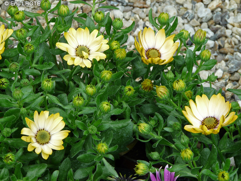 Asteraceae - Osteospermum Symphony - Dimorphotéca, Souci pluvial, Marguerite du Cap