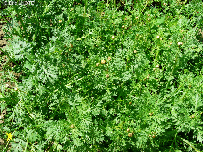 Asteraceae - Pinardia coronaria - Chrysanthème couronné, Chrysanthème des jardins, Chrysanthème des champs