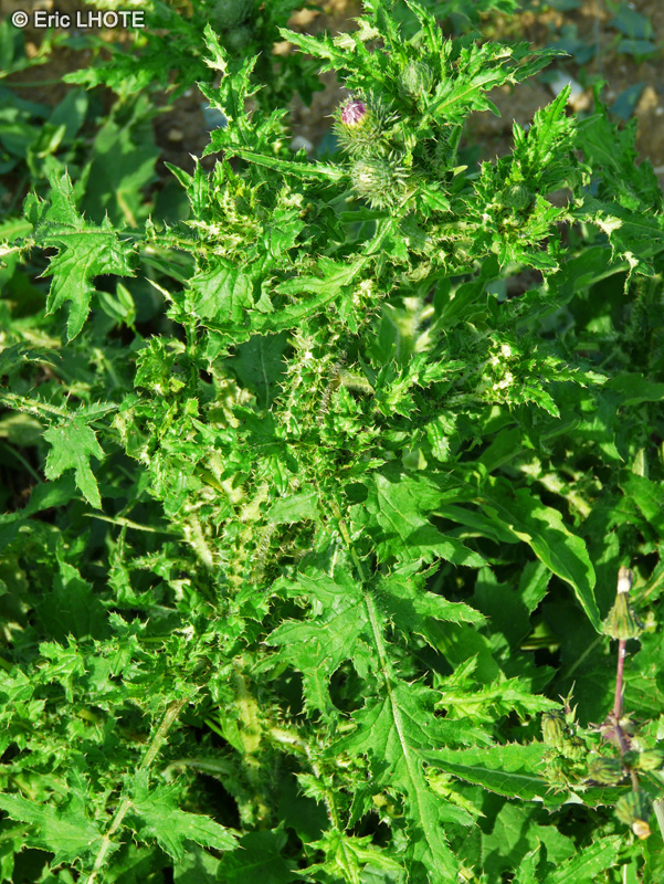 Asteraceae - Ptilostemon Casabonae - Chardon de Casabona