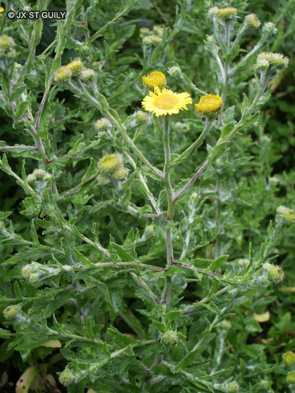 Asteraceae - Pulicaria dysenterica - Pulicaire dysentérique