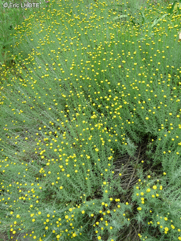 Asteraceae - Santolina chamaecyparissus - Santoline petit-Cyprès