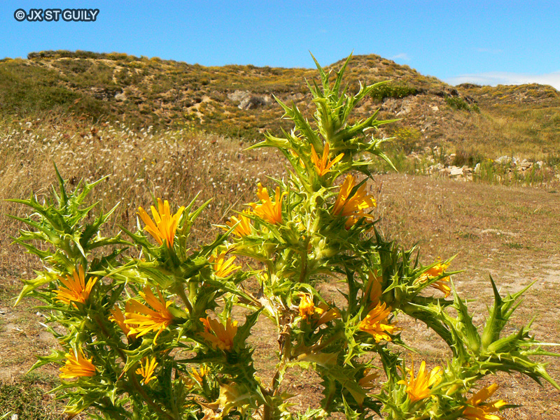 Asteraceae - Scolymus hispanicus - Scolyme d’Espagne, Epine-jaune, Cardon d’Espagne, Cardousse