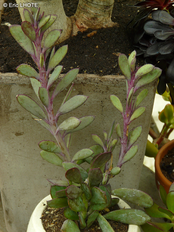 Asteraceae - Senecio crassissimus - Vertical leaf