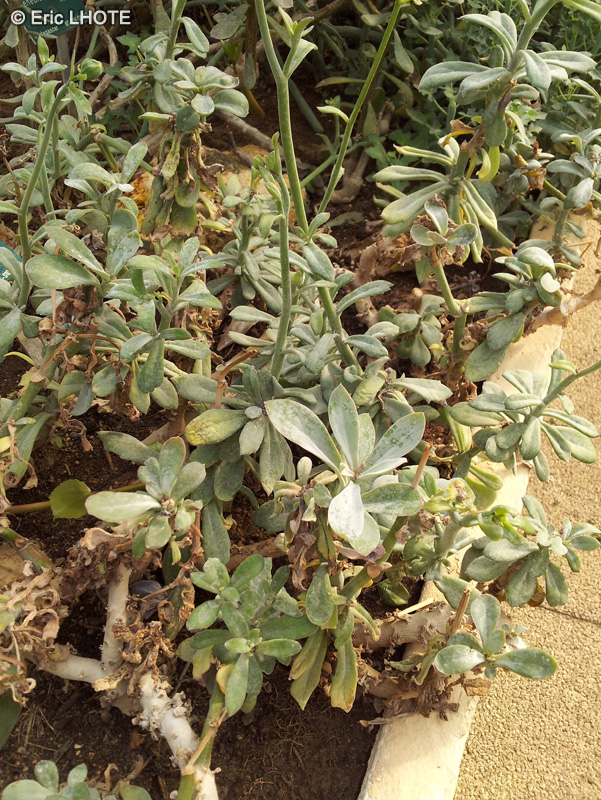 Asteraceae - Senecio decaryi - Senecio de Madagascar