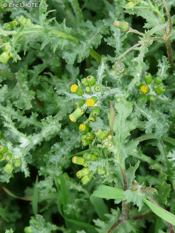 Asteraceae - Senecio vulgaris - Séneçon commun