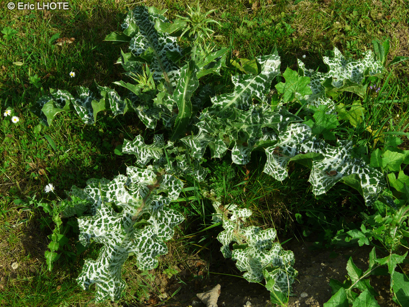 Asteraceae - Silybum marianum - Chardon Marie, Chardon argenté, Chardon Nôtre-Dame