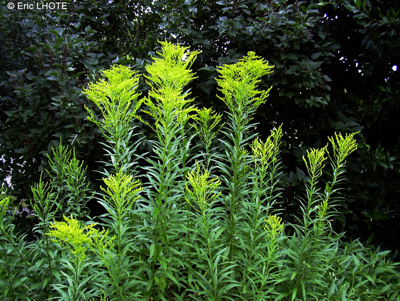 Asteraceae - Solidago canadensis - Solidage, Verge d’or