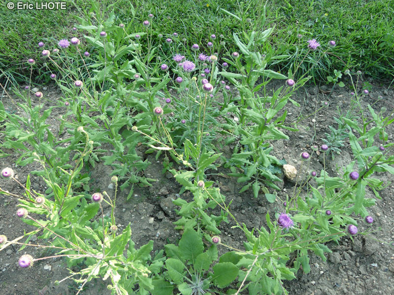 Asteraceae - Stemmacantha rhapontica, Stemmacantha scariosum - Rhapontique des Alpes, Rhapontique scarieux