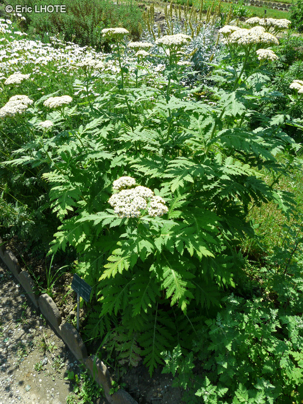 Asteraceae - Tanacetum macrophyllum - Tanaisie à grandes feuilles