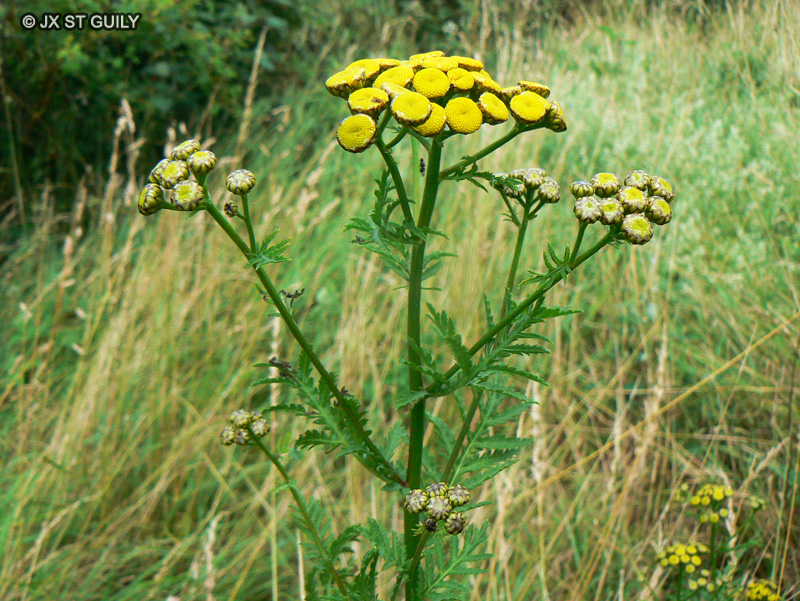 Asteraceae - Tanacetum vulgare - Tanaisie commune, Tanaisie vulgaire, Barbotine