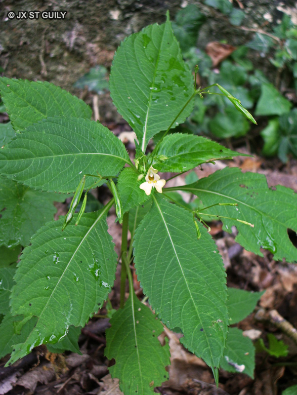 Balsaminaceae - Impatiens parviflora - Impatiens à petites fleurs, Balsamine à petites fleurs
