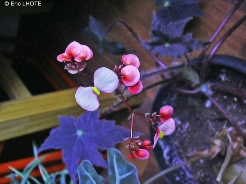 Begoniaceae - Begonia Great Beverly - Bégonia