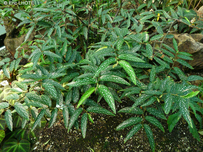 Begoniaceae - Begonia albo-picta - Bégonia à tiges bambusiformes