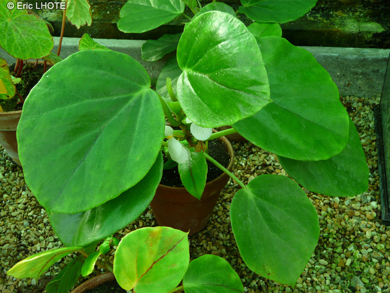 Begoniaceae - Begonia ampla - Bégonia