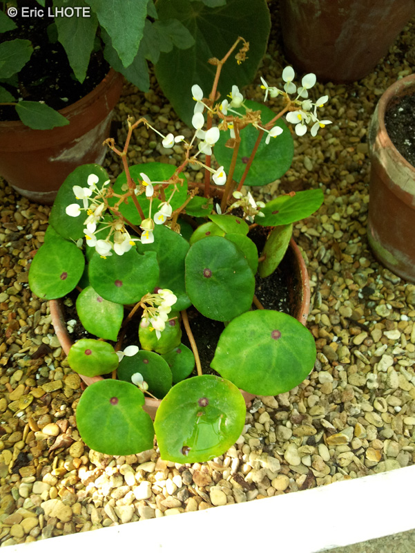 Begoniaceae - Begonia conchifolia - Bégonia