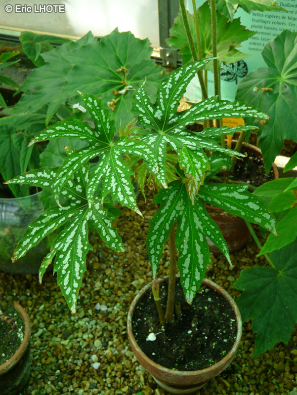 Begoniaceae - Begonia diadema - Bégonia