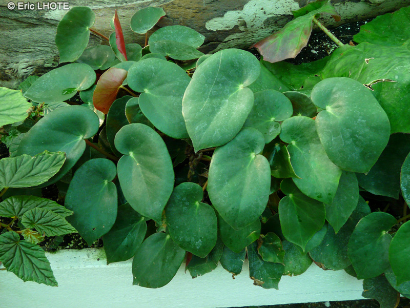 Begoniaceae - Begonia epipsila - Bégonia