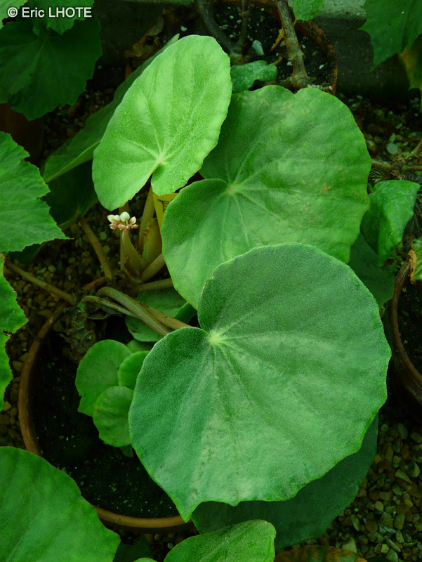 Begoniaceae - Begonia floccifera - Bégonia