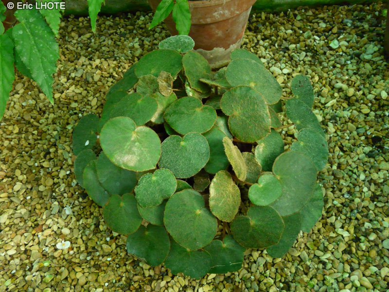 Begoniaceae - Begonia fluminensis - Bégonia