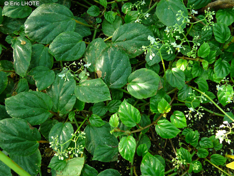 Begoniaceae - Begonia glabra - Bégonia