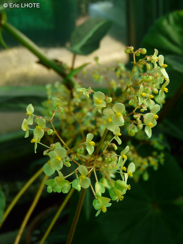  - Begonia glandulosa - 