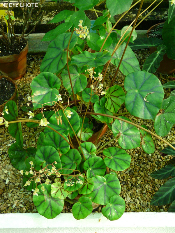 Begoniaceae - Begonia glandulosa - Bégonia