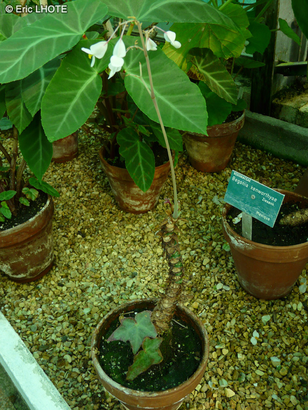 Begoniaceae - Begonia kenworthyae - Bégonia