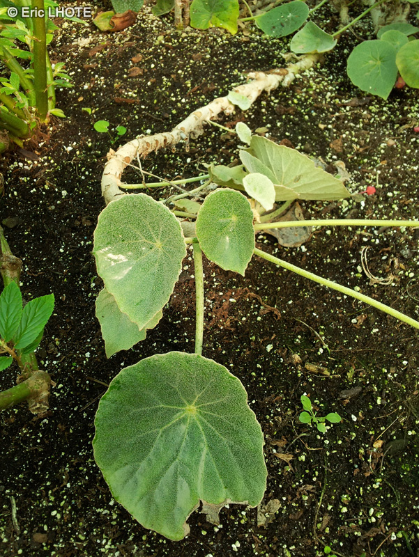 Begoniaceae - Begonia peltata - Fuzzy leaf begonia