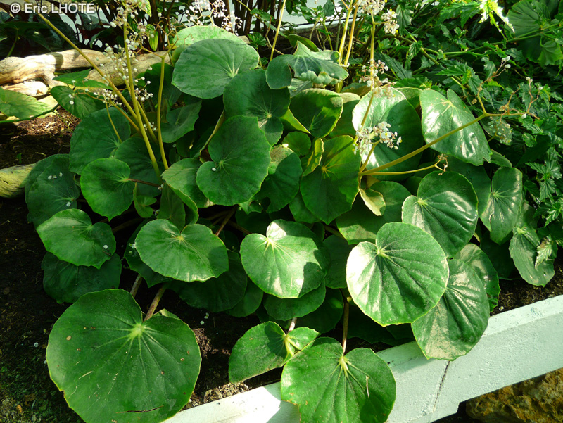 Begoniaceae - Begonia serratipetala - Bégonia