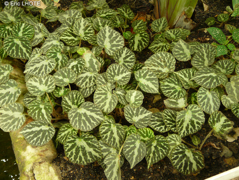  - Begonia sp. - 