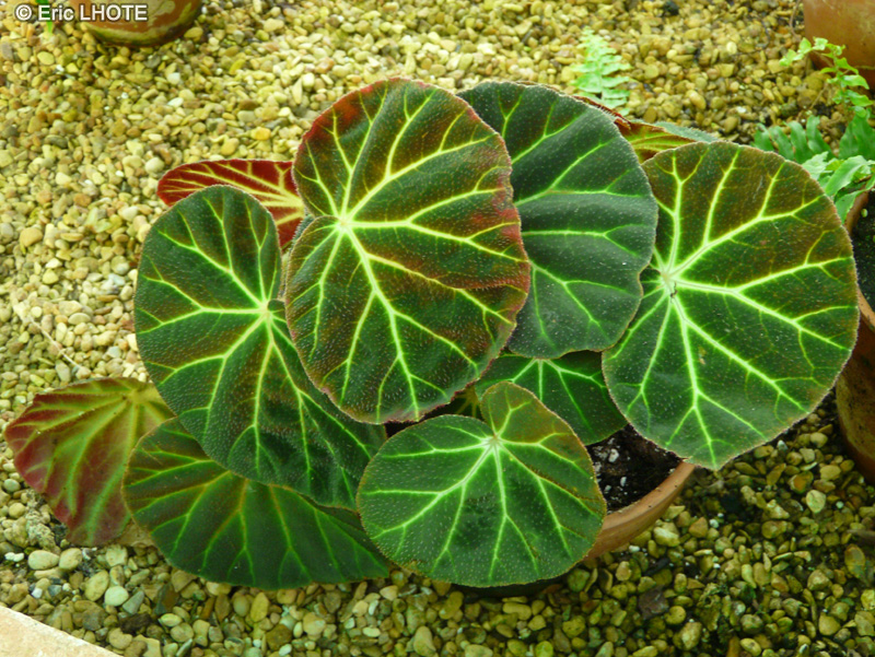 Begoniaceae - Begonia versicolor - Bégonia