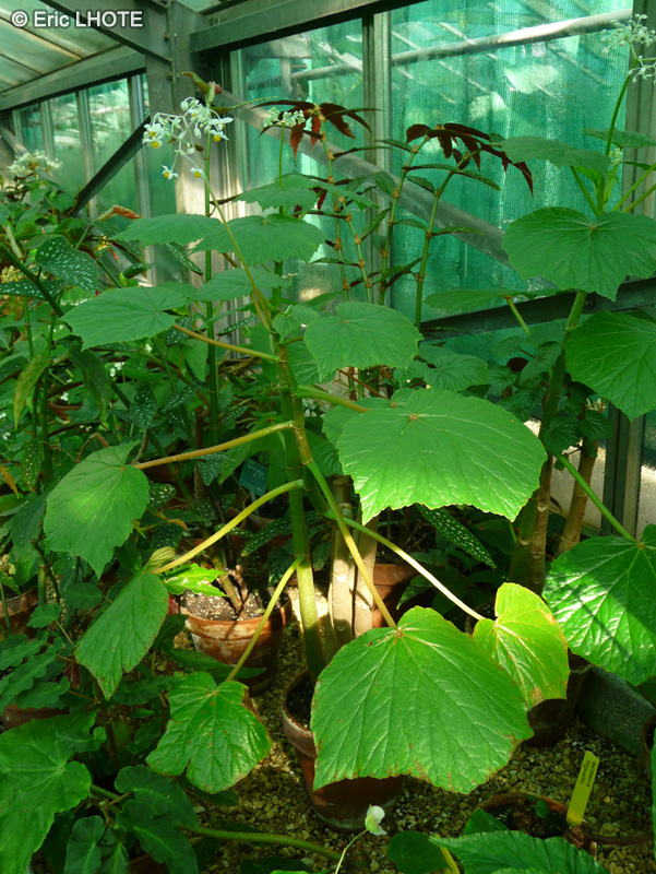 Begoniaceae - Begonia vitifolia ssp. grandis - Bégonia