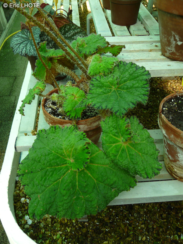 Begoniaceae - Begonia x Lospe too - Bégonia