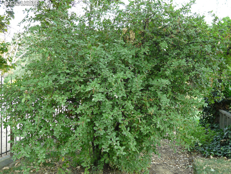 Berberidaceae - Berberis brachypoda - Berberis