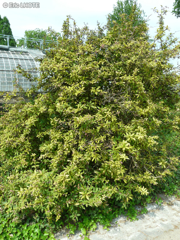 Berberidaceae - Berberis canadensis - Berbéris du Canada