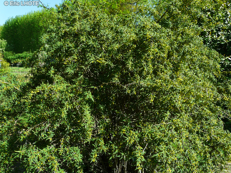 Berberidaceae - Berberis gagnepainii var. lanceifolia - Epine vinette Gagnepain
