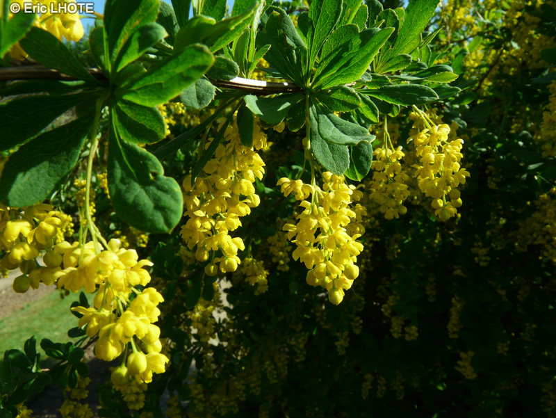 Berberidaceae - Berberis vulgaris - Berbéris commun, Epine vinette, Pisse vinaigre, Vinettier