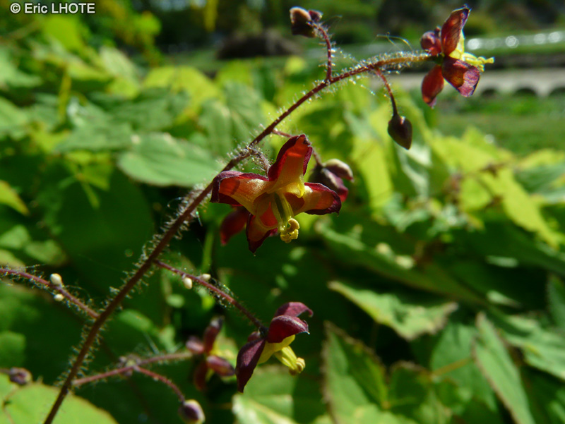 Berberidaceae - Epimedium grandiflorum - Fleurs des elfes
