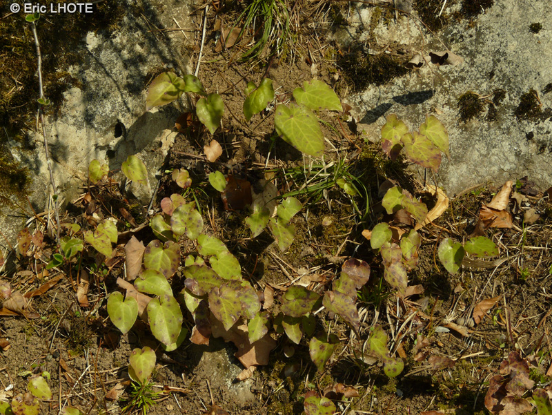 Berberidaceae - Epimedium perralderianum - Fleur des elfes, Chapeau d’évêque de Perrald