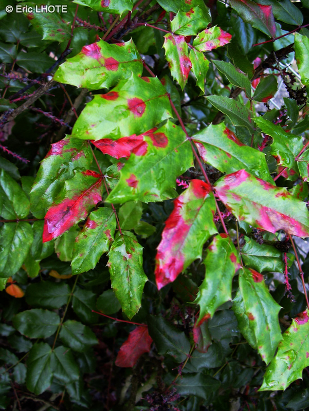 Berberidaceae - Mahonia Media Charity - Mahonia à feuilles de houx