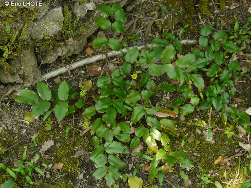 Berberidaceae - Mahonia repens - Mahonia rampant