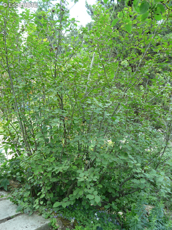 Betulaceae - Alnus alnobetula subsp. alnobetula - Aulne vert