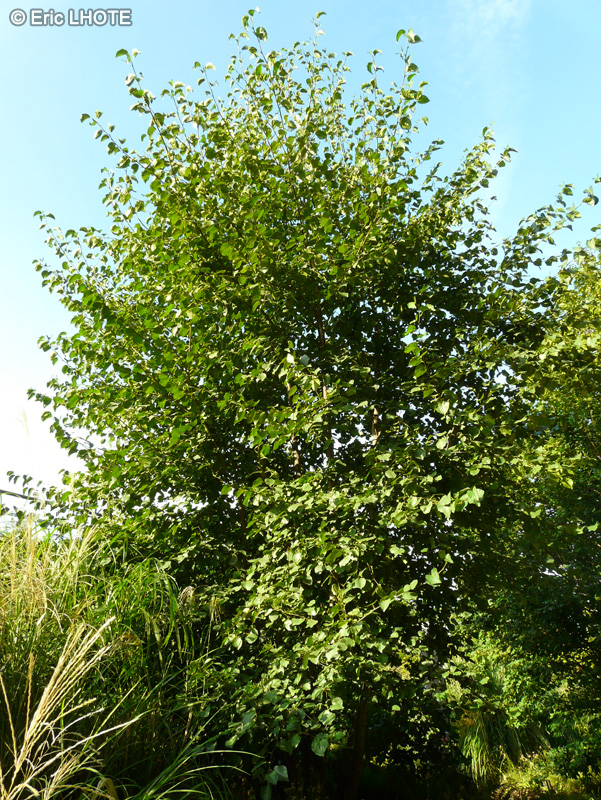 Betulaceae - Alnus cordata - Aulne de Corse, Aulne à feuilles en coeur