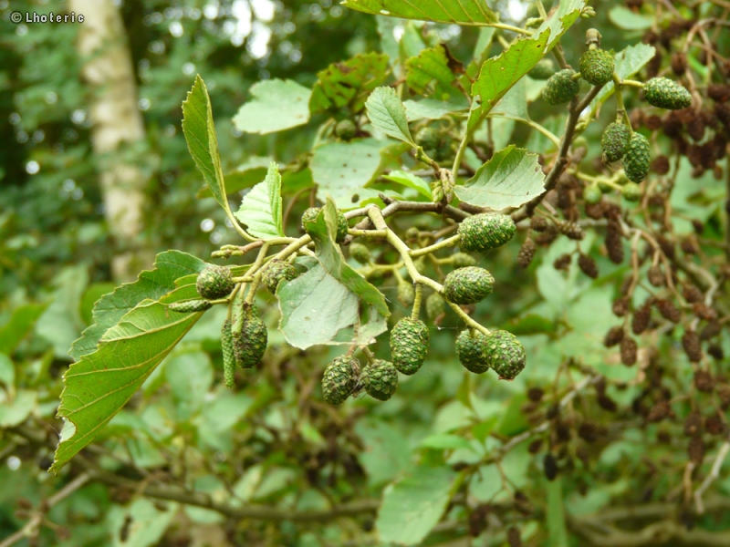 Betulaceae - Alnus viridis - Aulne vert
