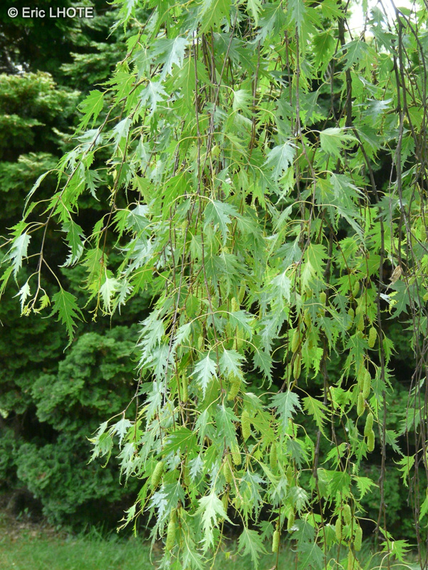 Betulaceae - Betula pendula Gracilis - Bouleau blanc
