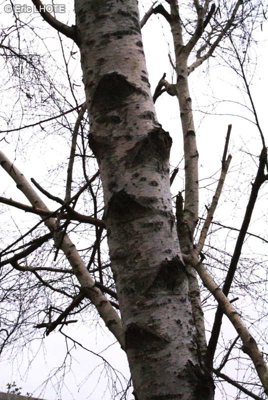 Betulaceae - Betula verrucosa - Bouleau commun, Bouleau verruqueux