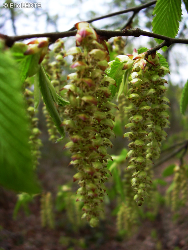  - Carpinus betulus - 